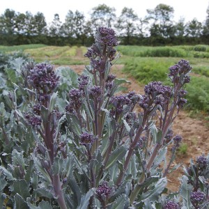 Fall Broccoli - Purple Sprouting - F1
