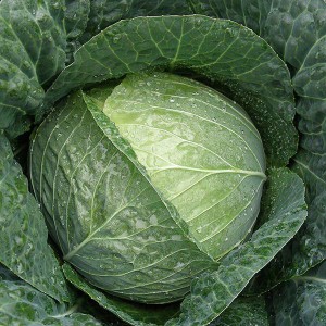 Fall Cabbage - Stanton - F1