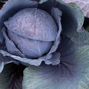 Fall Cabbage - Travero - F1