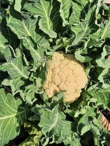 Fall Cauliflower - Prestige - OP