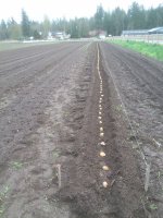 Long potato row