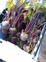 Rhonda beets