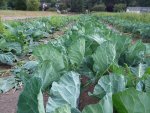 Long rows