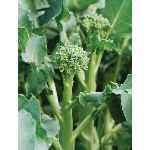 Broccoli - Happy Rich - F1