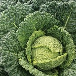Cabbage - Famosa - F1
