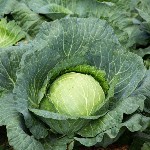 Cabbage - Megaton - F1
