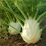 Herbs Fennel - Finale - OP