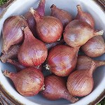 Shallots - Conservor - F1