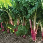Swiss Chard - Peppermint - OP