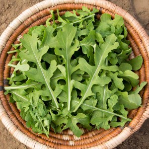 Arugula