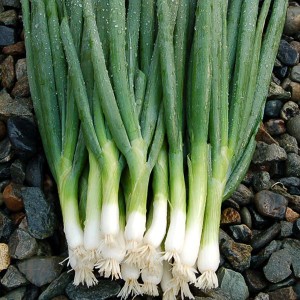 Green Onions - Parade - OP