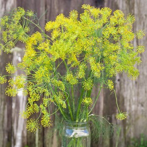 Herbs Dill - Bouquet - OP
