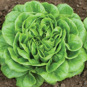 Lettuce - Green Butter - OP