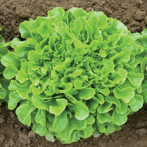 Lettuce - Green Oakleaf - OP