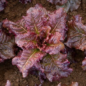 Lettuce Romaine - Outredgeous - OP