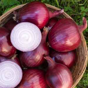 Onions - Red Carpet - F1