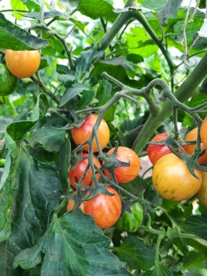 Tomato - Sunrise Bumblebee - OP