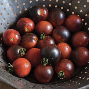 Tomato - Indigo Cherry Drop - OP
