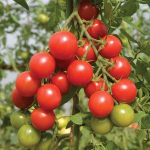 Tomato - Sakura - F1