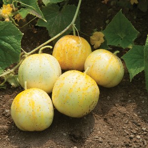 Cucumber - Lemon - Heirloom