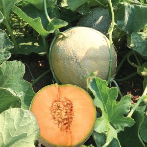 Melon - Divergent - F1