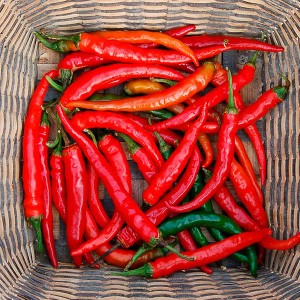 Pepper - Ring-O-Fire Cayenne - OP