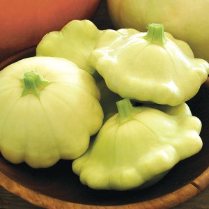Summer Squash - Bennings Green Tint - Heirloom