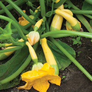 Zucchini - Zephyr - F1