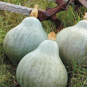 Winter Squash - Baby Blue Hubbard - OP