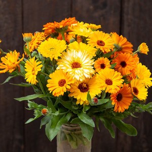 Flower - Calendula - Pacific Beauty - Heirloom