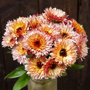 Flower - Calendula - Strawberry Blonde - OP