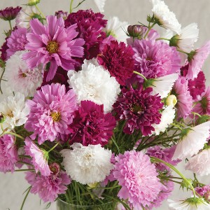 Flower - Cosmos - Double Click - OP