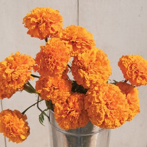 Flower - Marigold - Giant Orange - F1