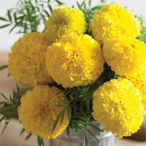 Flower - Marigold - Giant Yellow - F1