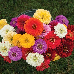Flower - Zinnia - Giant Dahlia - OP
