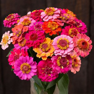 Flower - Zinnia - Dwarf Thumbolina - OP