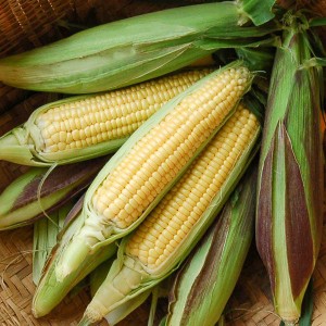 Corn - Fisher's Earliest Sweet - OP