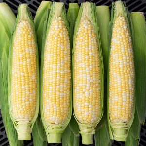Corn - Allure - F1