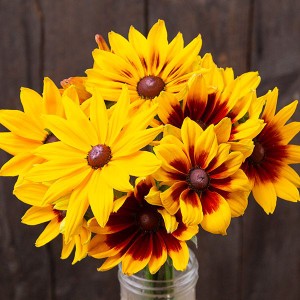 Flower - Rudbeckia - OP
