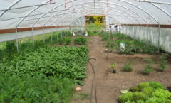 greenhouse and greens